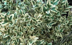 Dwarf Variegated Boxwood - 1 Gallon Pot -Bloom Haven Boxwood Dwarf Variegated 51 2