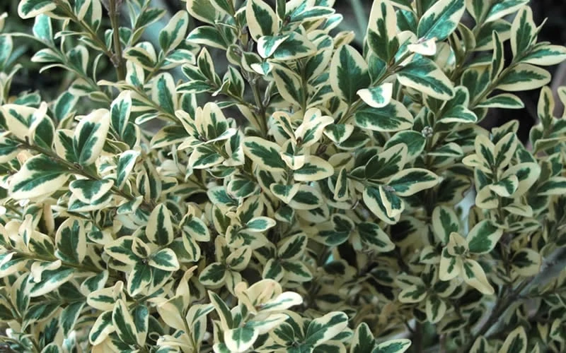Dwarf Variegated Boxwood - 5 Gallon Pot 6 Dwarf Variegated Boxwood - 5 Gallon Pot - Image 6