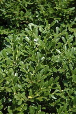 Franklins Gem Dwarf Boxwood - 1 Gallon Pot