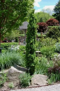 Graham Blandy Columnar Boxwood - 2 Gallon Pot -Bloom Haven Boxwood Graham Blandy 2 2