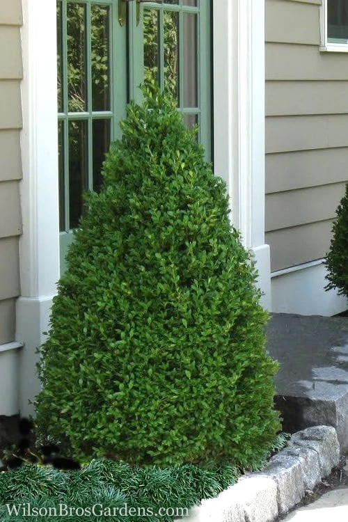Green Mountain Boxwood - 2 Gallon Pot 1 Green Mountain Boxwood - 2 Gallon Pot
