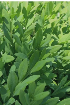 Green Mountain Boxwood - 2 Gallon Pot 12 Green Mountain Boxwood - 2 Gallon Pot -Bloom Haven Boxwood Green Mountain 12 1