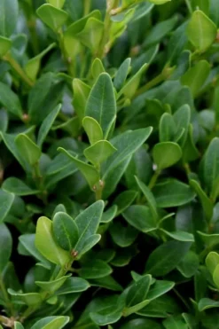 Green Velvet Boxwood - 7 Gallon Pot 11 Green Velvet Boxwood - 7 Gallon Pot -Bloom Haven Boxwood Green Velvet 1