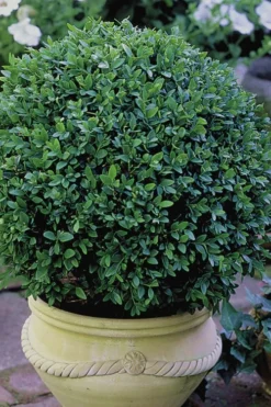 Green Velvet Boxwood - 7 Gallon Pot 10 Green Velvet Boxwood - 7 Gallon Pot -Bloom Haven Boxwood Green Velvet 3