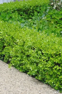 Japanese Boxwood (Buxus Microphylla) - 7 Gallon Pot