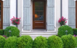 Japanese Boxwood (Buxus Microphylla) - 7 Gallon Pot -Bloom Haven Boxwood Japanese Entryway 1