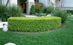 Japanese Boxwood (Buxus Microphylla) - 7 Gallon Pot -Bloom Haven Boxwood Japanese Hedge 1