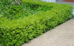Japanese Boxwood (Buxus Microphylla) - 7 Gallon Pot -Bloom Haven Boxwood Japanese Hedge 2 1