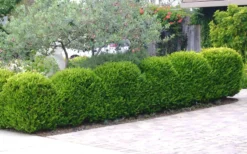 Japanese Boxwood - Buxus Microphylla - 6 Pack Of 1 Gallon Pots -Bloom Haven Boxwood Japanese Hedge 3