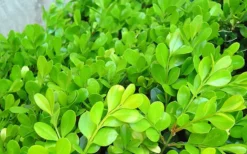 Japanese Boxwood (Buxus Microphylla) - 7 Gallon Pot -Bloom Haven Boxwood Japanese Leaves Closeup 1