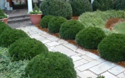 Justin Brouwers Dwarf Boxwood - 1 Gallon Pot 8 Justin Brouwers Dwarf Boxwood - 1 Gallon Pot -Bloom Haven Boxwood Justin Brouwers In Landscape
