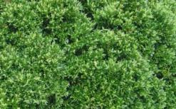 Justin Brouwers Dwarf Boxwood - 1 Gallon Pot 9 Justin Brouwers Dwarf Boxwood - 1 Gallon Pot -Bloom Haven Boxwood Justin Brouwers Leaves