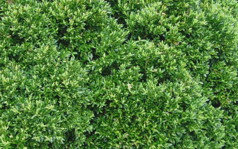 Justin Brouwers Dwarf Boxwood - 1 Gallon Pot 5 Justin Brouwers Dwarf Boxwood - 1 Gallon Pot - Image 5