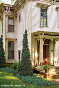 Pyramid Boxwood (Buxus Sempervirens 'Pyramidalis) - 1 Gallon Pot -Bloom Haven Boxwood Pyramidalis 11