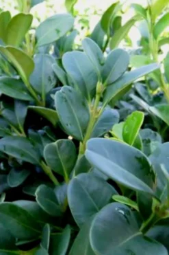 Shadow Sentry Pyramidal Boxwood - 3 Gallon Pot 9 Shadow Sentry Pyramidal Boxwood - 3 Gallon Pot -Bloom Haven Boxwood Shadow Sentry 1