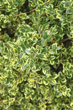 Sunburst Variegated Korean Boxwood - 1 Gallon Pot -Bloom Haven Boxwood Sunburst 2