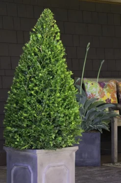 Wintergreen Boxwood - 1 Gallon Pot 9 Wintergreen Boxwood - 1 Gallon Pot -Bloom Haven Boxwood Wintergreen 11 1