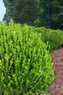 Wintergreen Boxwood - 1 Gallon Pot 11 Wintergreen Boxwood - 1 Gallon Pot -Bloom Haven Boxwood Wintergreen 500x750 2