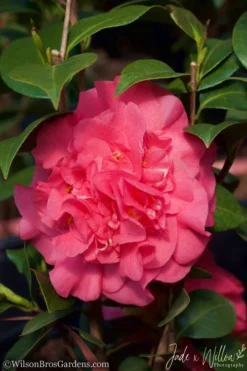 Ack-Scent Fragrant Pink Camellia Japonica - 3 Gallon Pot -Bloom Haven Camellia Ack Scent JW 2