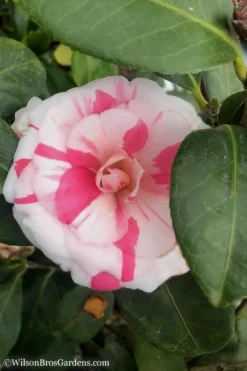 April Dawn Cold Hardy Camellia Japonica - 2.5 Gallon Pot -Bloom Haven Camellia April Dawn 10 2