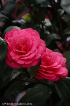 April Dawn Cold Hardy Camellia Japonica - 3 Gallon Pot -Bloom Haven Camellia April Dawn 20 1