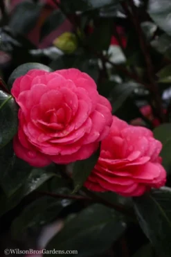 April Dawn Cold Hardy Camellia Japonica - 7 Gallon Pot -Bloom Haven Camellia April Dawn 20 3