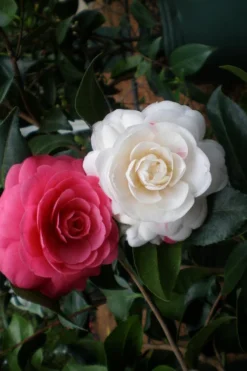 April Dawn Cold Hardy Camellia Japonica - 2.5 Gallon Pot -Bloom Haven Camellia April Dawn 21 2
