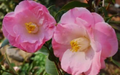 April Remembered Cold Hardy Pink Camellia Japonica - 7 Gallon Pot -Bloom Haven Camellia April Remembered 1