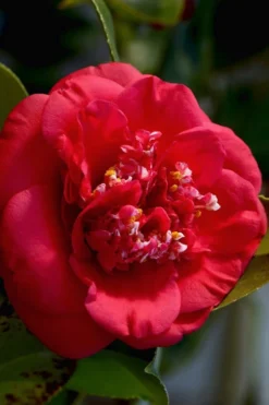 April Tryst Camellia Japonica - 7 Gallon Pot (4-5')