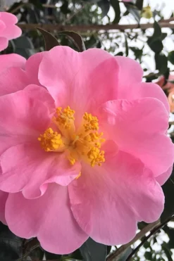 Arctic Dawn Cold Hardy Pink Camellia Hybrid - 1 Gallon Pot -Bloom Haven Camellia Arctic Dawn 1