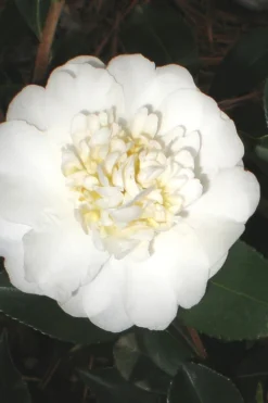 Autumn Rocket Camellia Sasanqua - 1 Gallon Pot