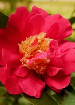Blood Of China Fragrant Red Camellia Japonica - 7 Gallon Pot -Bloom Haven Camellia Blood Of China 3