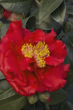 Bob Hope Camellia Japonica - 1 Gallon Pot -Bloom Haven Camellia Bob Hope 5 1