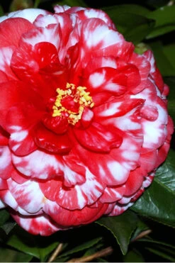 Bobbie Fain Red & White Variegated Camellia Japonica - 1 Gallon Pot