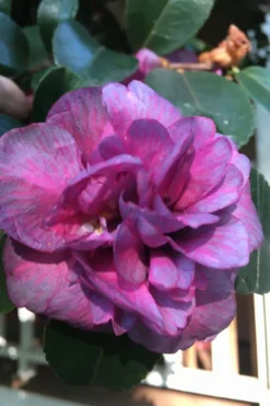 Bonanza Purple Camellia Sasanqua - 3 Gallon Pot -Bloom Haven Camellia Bonanza Purple 4