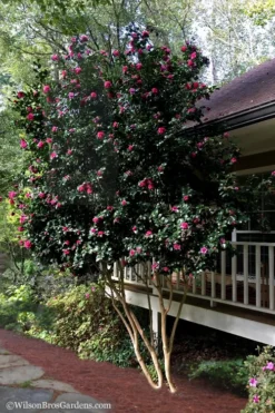 Bonanza Purple Camellia Sasanqua - 3 Gallon Pot -Bloom Haven Camellia Bonanza Purple 7