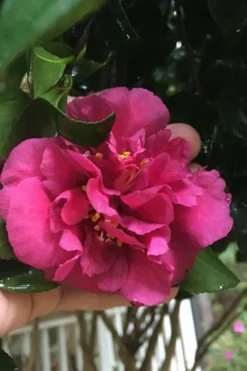 Bonanza Purple Camellia Sasanqua - 3 Gallon Pot -Bloom Haven Camellia Bonanza Purple 9