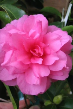 Chansonette Dwarf Weeping Camellia Sasanqua - 3 Gallon Pot