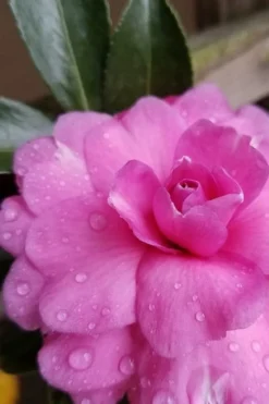 Chansonette Dwarf Weeping Camellia Sasanqua - 3 Gallon Pot -Bloom Haven Camellia Chansonette 4