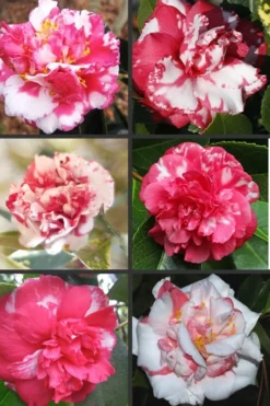 Sacred Dance Camellia Japonica 'Daikagura' - 3 Gallon Pot -Bloom Haven Camellia Daikagura Colors 500x750 1