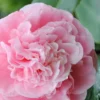 Debutante Pink Camellia Japonica - 6 Pack Of 1 Gallon Pots