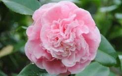 Debutante Pink Camellia Japonica - 6 Pack Of 1 Gallon Pots -Bloom Haven Camellia Debutante Closeup Flower 3