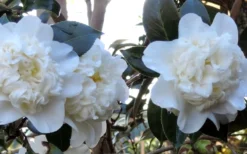 Fifth Avenue White Camellia Japonica - 3 Gallon Pot -Bloom Haven Camellia Fifth Avenue 21 1