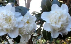 Fifth Avenue White Camellia Japonica - 1 Gallon Pot -Bloom Haven Camellia Fifth Avenue 21