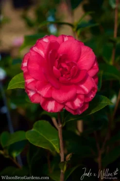 Glen 40 Camellia Japonica - 1 Gallon Pot 11 Glen 40 Camellia Japonica - 1 Gallon Pot -Bloom Haven Camellia Glen 40 JW 1