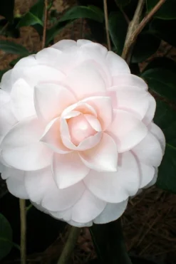 Goggy Camellia Japonica - 1 Gallon Pot -Bloom Haven Camellia Goggy 3