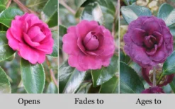 Green's Blues Dwarf Camellia Sasanqua - 3 Gallon Pot -Bloom Haven Camellia Greens Blues 10