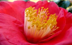 Gunsmoke Camellia Japonica - 3 Gallon Pot -Bloom Haven Camellia Gunsmoke Closeup Flower 3