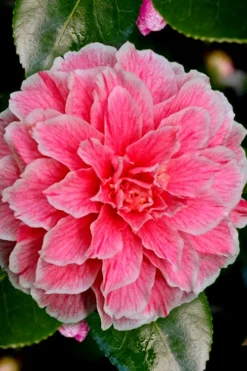 Brilliant Gem Fragrant Camellia Japonica 'Herme' - 7 Gallon Pot -Bloom Haven Camellia Hermes 6