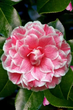 Brilliant Gem Fragrant Camellia Japonica 'Herme' - 7 Gallon Pot -Bloom Haven Camellia Herrmes 4